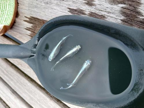 Platinum white medaka jongen, Dieren en Toebehoren, Vissen | Vijvervissen, Overige soorten