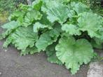 te koop rabarber recht uit de tuin, Ophalen