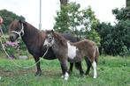 Shetlanders, Dieren en Toebehoren, Pony's, Meerdere dieren, Niet van toepassing, Gechipt