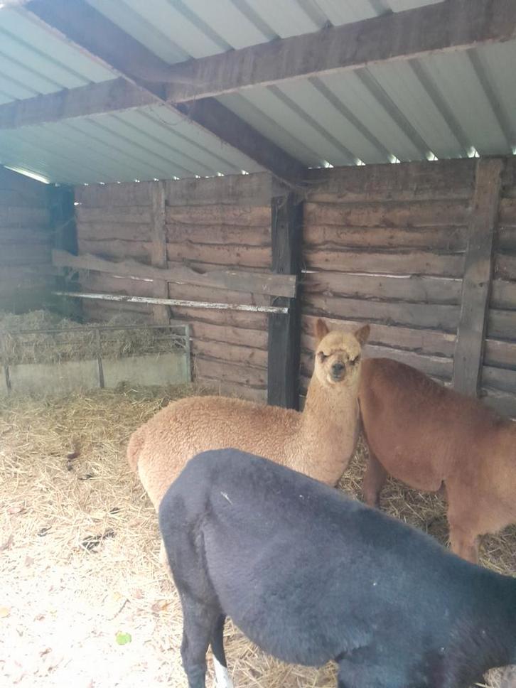 2 prachtige alpaca merrie veulens, Dieren en Toebehoren, Overige Dieren, Vrouwelijk, Mei