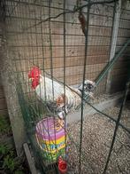 Cream legbar haan, Dieren en Toebehoren, Pluimvee, Mannelijk, Kip