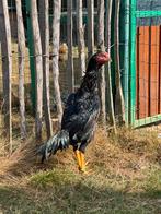 Jonge shamo jap haan, Dieren en Toebehoren, Pluimvee