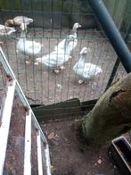 Blauwe franciche land ganzen deed L ok, Dieren en Toebehoren