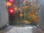 Platy's, Dieren en Toebehoren, Vis, Zoetwatervis, Schoolvis