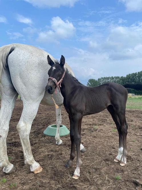 Hengsten veulen bwp en/of recreatie merrie, Dieren en Toebehoren, Paarden, Hengst, Z