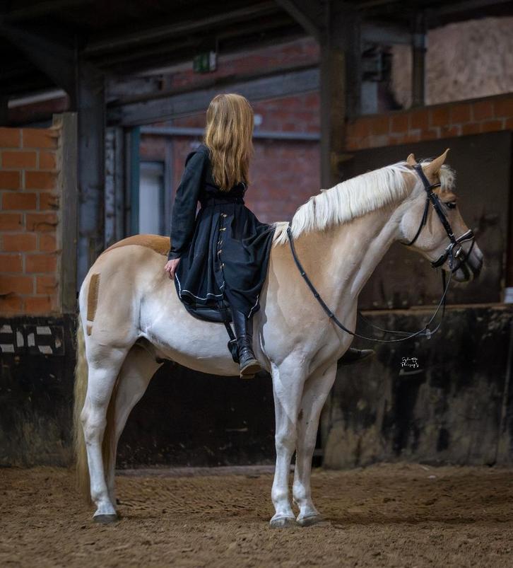 Halve Stal Aangeboden MECHELEN., Dieren en Toebehoren, Paarden, Ruin, Minder dan 160 cm, 11 jaar of ouder, Springpaard