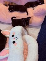 Chihuahua korthaar FCI, Dieren en Toebehoren, België, Fokker | Hobbymatig, Reu, CDV (hondenziekte)