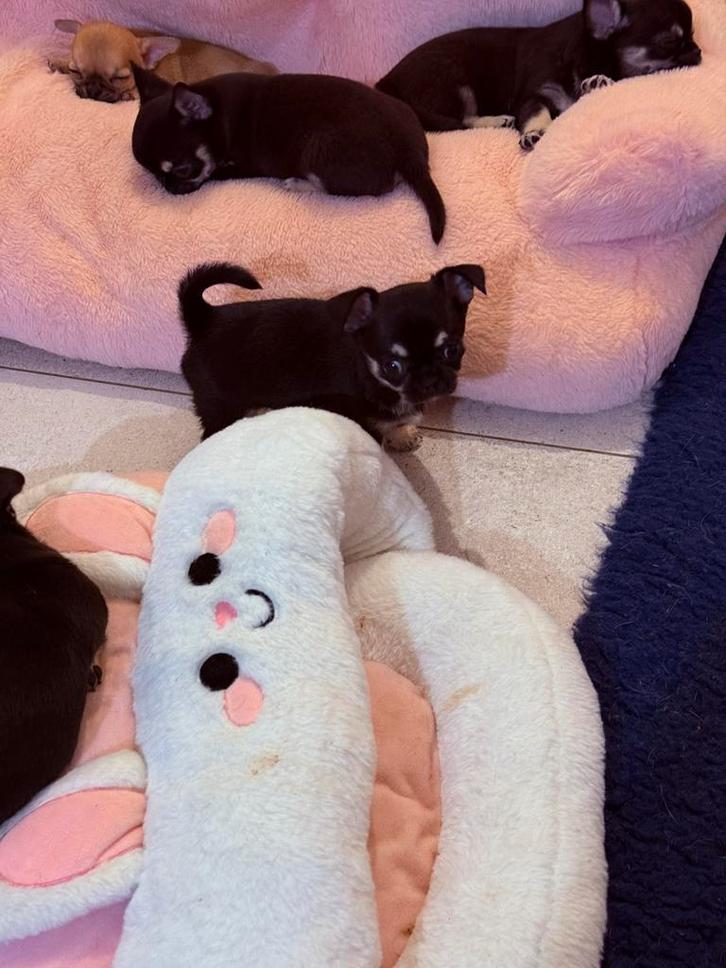 Chihuahua korthaar FCI, Dieren en Toebehoren, Honden | Chihuahua's en Gezelschapshonden, Reu, Chihuahua, Fokker | Hobbymatig, Eén hond