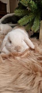 Mini lopjes, Dieren en Toebehoren, Konijnen, Hangoor