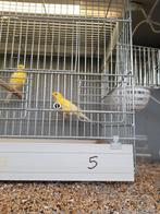 Mooi geel koppel kanaries, Dieren en Toebehoren, Vogels | Kanaries