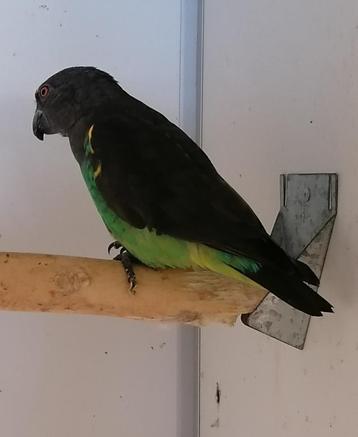 Gezocht Meyer papegaai mannen, Dieren en Toebehoren, Vogels | Parkieten en Papegaaien, Mannelijk, Papegaai, Geringd