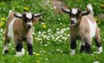 weide te huur, Dieren en Toebehoren, Vrouwelijk, Geit