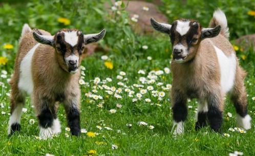 weide te huur, Dieren en Toebehoren, Schapen, Geiten en Varkens, Geit, Vrouwelijk