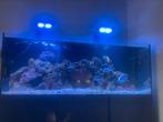Red sea 525 te koop, Dieren en Toebehoren, Ophalen, Zo goed als nieuw