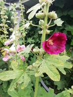Graines de rose trémière, Tuin en Terras, Bloembollen en Zaden, Ophalen of Verzenden, Zaad