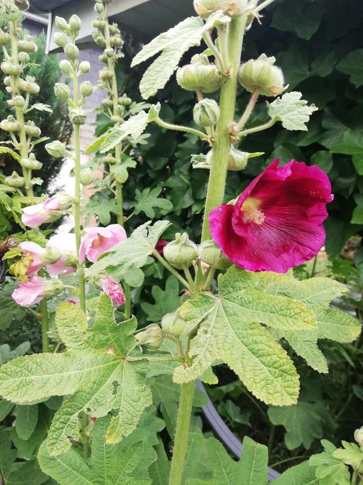 Graines de rose trémière, Tuin en Terras, Bloembollen en Zaden, Zaad, Ophalen of Verzenden