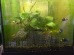Betta meerkleurig, Dieren en Toebehoren