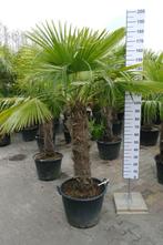 zaailingen van palmboom, Volle zon, Vaste plant, Zomer, Ophalen