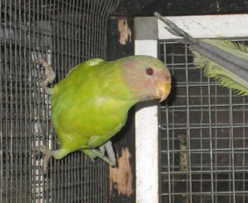 pruimkop parkieten overgoten beschikbaar voor biedingen