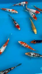 Japanse koi Doitsu 20-25 cm, Animaux & Accessoires, Poissons | Poissons d'étang, Carpe ou Koï