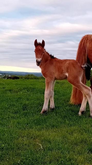 Ardenner trekpaard hengst veulen, Dieren en Toebehoren, Paarden, Gechipt, Niet van toepassing, 0 tot 2 jaar, Hengst