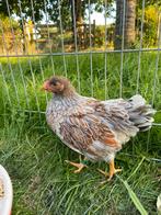 Wyandotte kriel, Dieren en Toebehoren, Pluimvee, Mannelijk, Kip