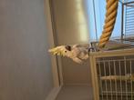 Grote geelkuif kaketoe te koop/te ruil !!, Dieren en Toebehoren, Papegaai