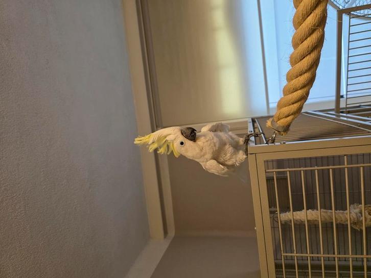 Grote geelkuif kaketoe te koop/te ruil !!, Dieren en Toebehoren, Vogels | Parkieten en Papegaaien, Papegaai