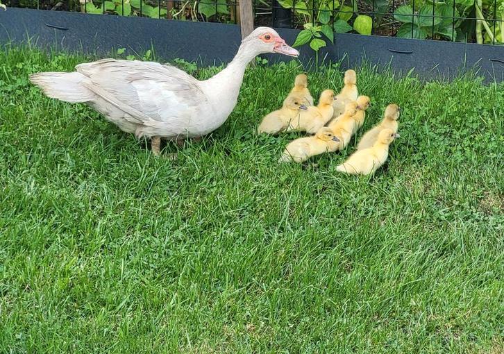 Hanen of andere pluimvee te veel?? Dan mogen ze bij mij, Dieren en Toebehoren, Pluimvee