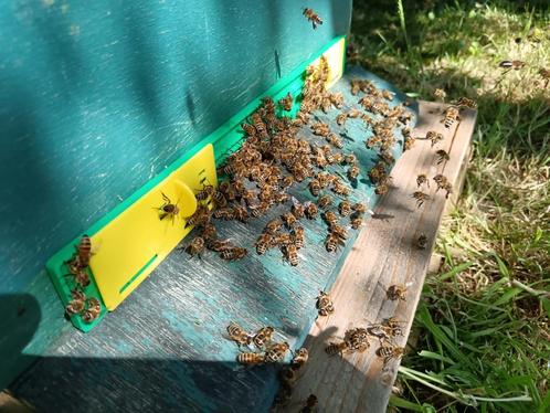 Bijenvolk + dubbel bijenkast, Dieren en Toebehoren, Insecten en Spinnen, Bijen