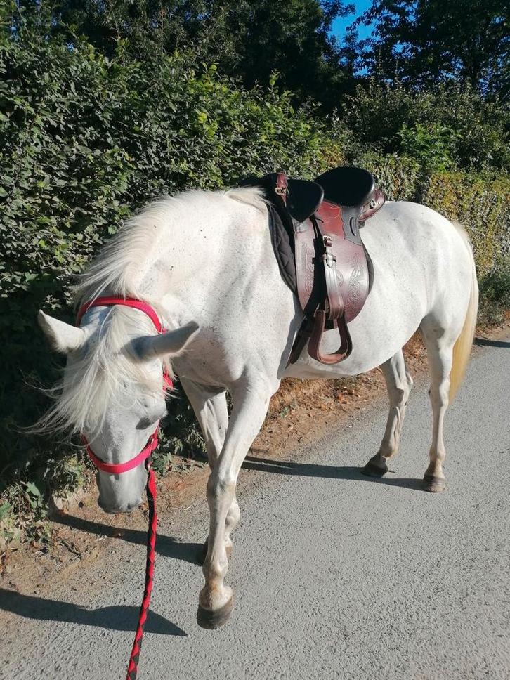 Selle australienne 18' à saisir !, Animaux & Accessoires, Poneys, Ne s'applique pas