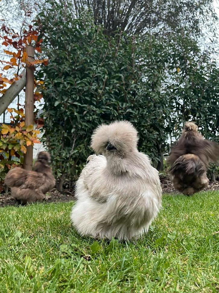 USA zijdehoender hanen en hennen, Dieren en Toebehoren, Pluimvee, Kip, Meerdere dieren