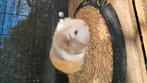 Ch teddy cavia zeugjes, Dieren en Toebehoren, Augustus, Cavia