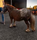 Lieve Shetlander, Dieren en Toebehoren, Ruin, Zadelmak, Gechipt, 11 jaar of ouder