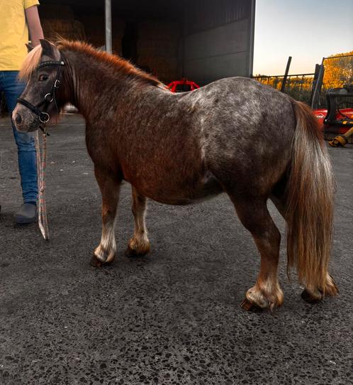 Lieve Shetlander, Dieren en Toebehoren, Paarden, Ruin, Zadelmak, 11 jaar of ouder, Recreatiepaard, Gechipt, Ontwormd