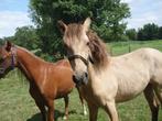 Bloedmooie ponys, Dieren en Toebehoren, Merrie, B