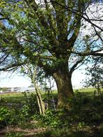 bos aanplanten, Ophalen