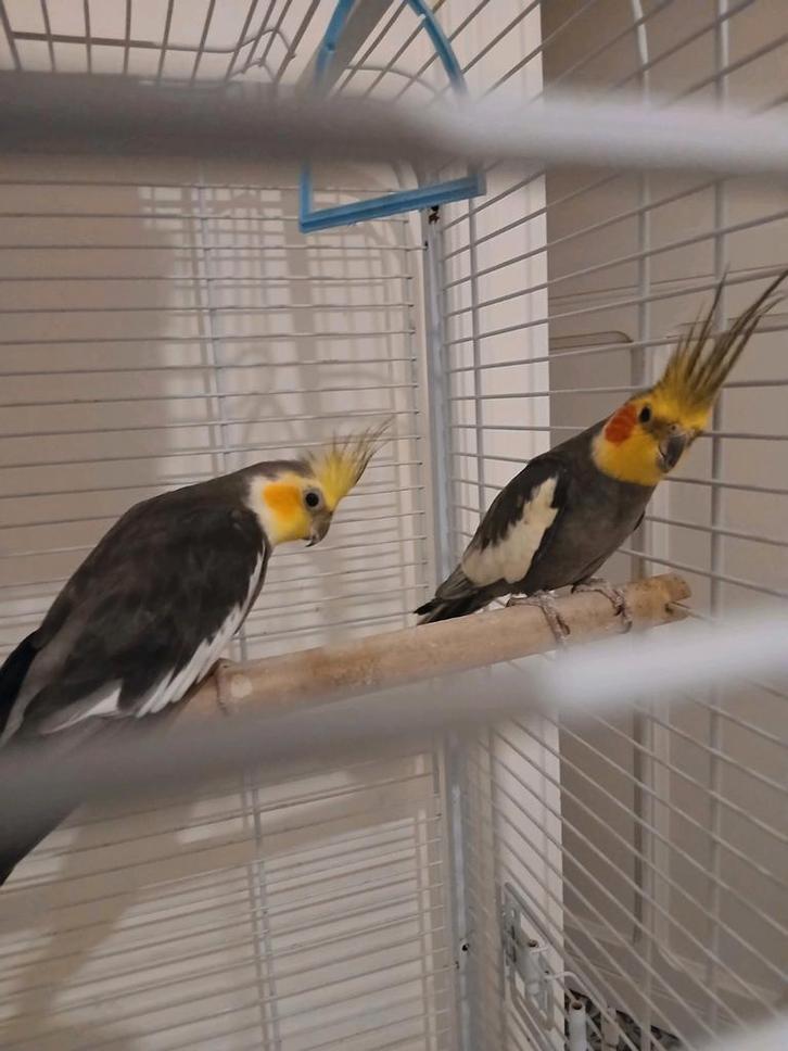 Valkparkieten mans. Kweekrijp., Dieren en Toebehoren, Vogels | Parkieten en Papegaaien, Mannelijk, Geringd