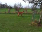 Alpaca, Dieren en Toebehoren, Overige Dieren, Mannelijk