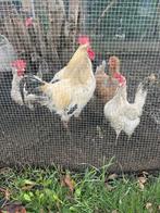 Poules pondeuses à vendre, Animaux & Accessoires