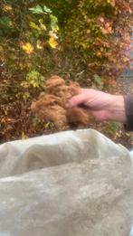 Kwaliteitsvolle alpacawol gratis op te halen, Dieren en Toebehoren, Juni, Meerdere dieren