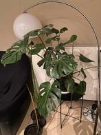 Monstera olant, Huis en Inrichting, Kamerplanten, Ophalen