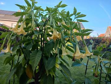 bruansia geel planten 2023 hoogte ongeveer 60 cm hoogte  beschikbaar voor biedingen