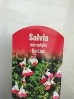 Salvia microphylla Hot Lips, Tuin en Terras, Zomer, Vaste plant, Bodembedekkers, Ophalen
