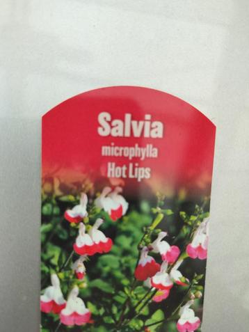 Salvia microphylla Hot Lips