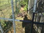Siereenden, Dieren en Toebehoren, Pluimvee