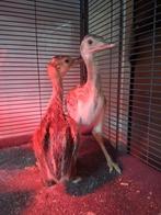 Grijze nandoe kuikens, Dieren en Toebehoren, Pluimvee, Meerdere dieren, Overige soorten