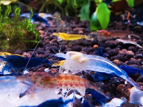 Japonica/amano garnalen, Dieren en Toebehoren, Vissen | Aquariumvissen