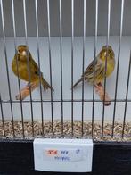 Kanaries., Dieren en Toebehoren