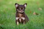 Chihuahua pups te koop (korthaar en langhaar), Dieren en Toebehoren, 15 weken tot 1 jaar, Buitenland, CDV (hondenziekte), Meerdere